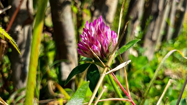 Free Flower Flower Wallpaper photo and picture