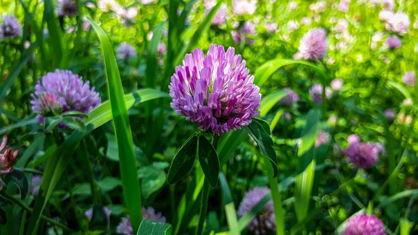 Free Red Clover Flower photo and picture