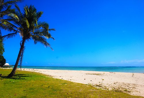 Free Island Coconut Tree photo and picture