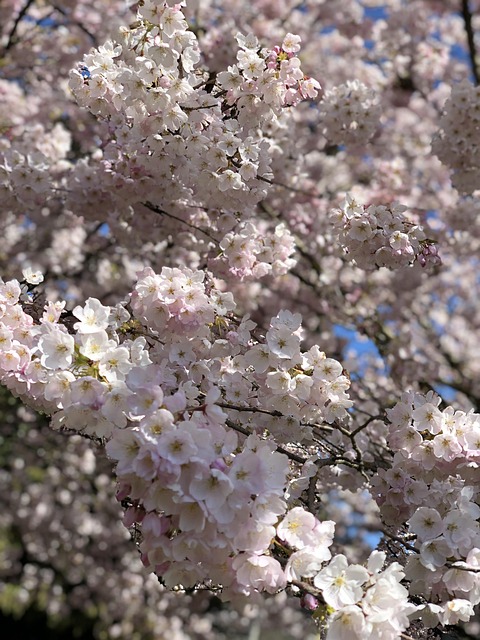 Free Cherry Blossom Cherry Blossoms photo and picture