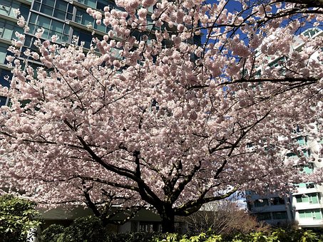 Free Sakura Cherry Blossom photo and picture
