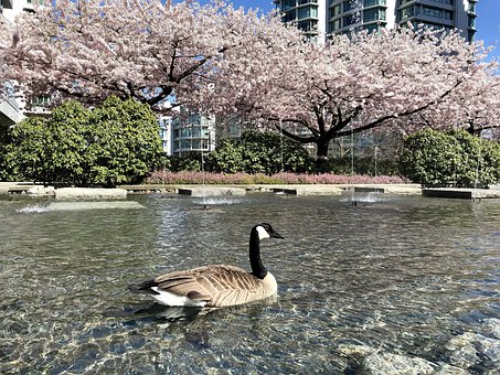 Free Sakura Cherry Blossom photo and picture