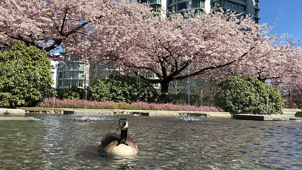 Free Sakura Cherry Blossom photo and picture