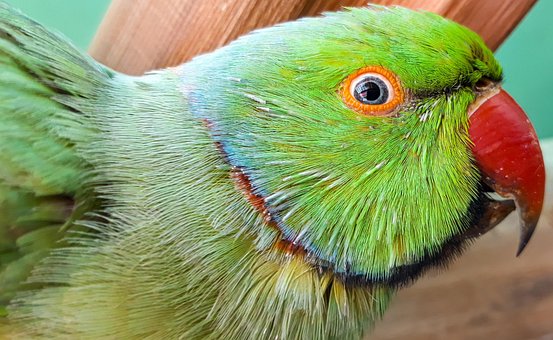 Free Parrot Green Bird photo and picture