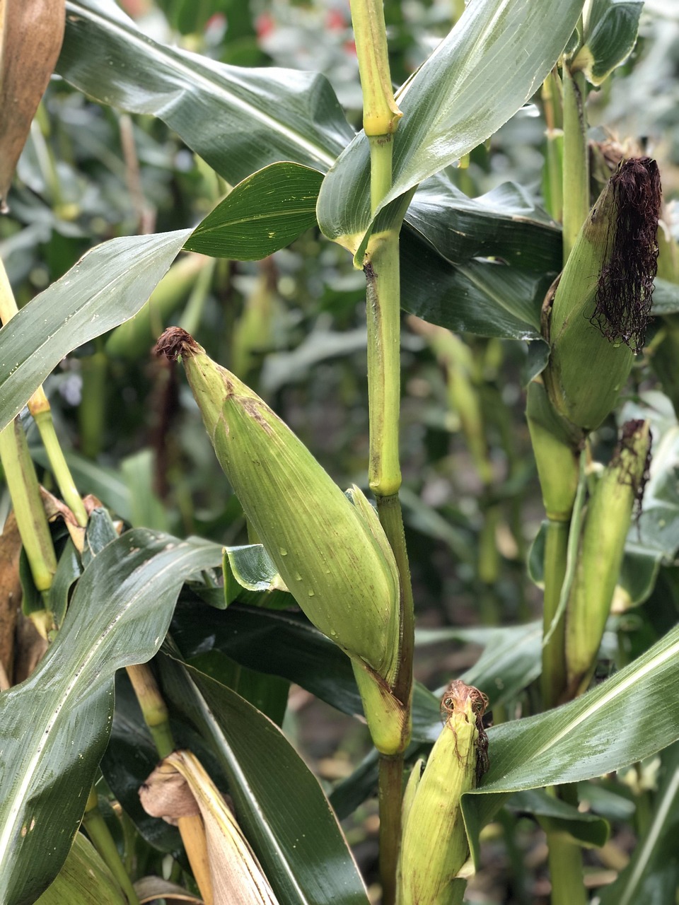 Free Corn Corn Plant photo and picture