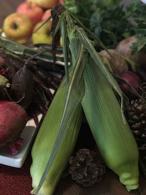 Free Corns Corn Plant photo and picture
