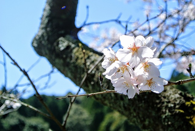 Free Cherry Blossoms Spring photo and picture
