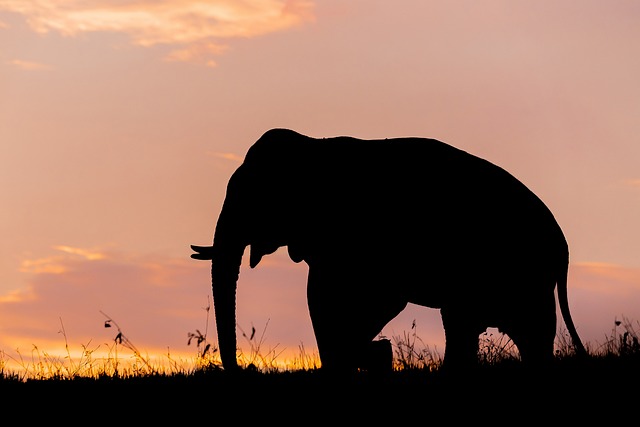 Elefant, Thailand, Natur