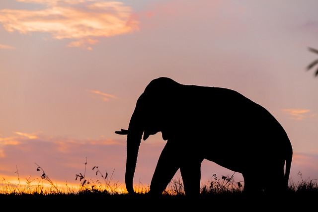 Elefant, Thailand, Natur