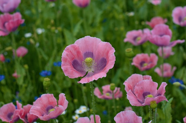 Valmue, Blomst, Blomst Tapet, Natur
