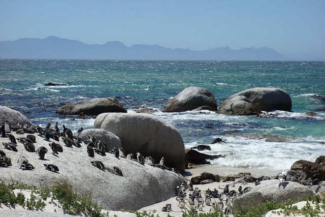penguin, colony, bird, beach, nature, wild, water, ocean, south africa, sand