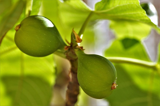 Vijgen Tree Meer dan 9 gratis afbeeldingen van Fig+Tree en Vijgenboom Baai - Pixabay