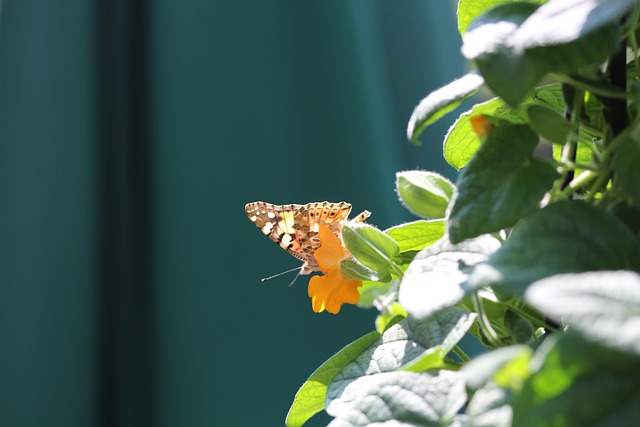 Schmetterling, Natur, Insekt, Garten