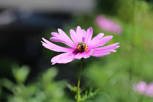 Blüte, Biene, Garten, Natur