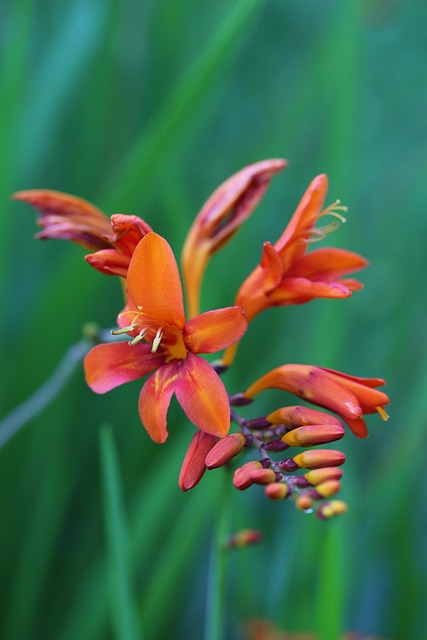 Blüte, Orange, Montbretie, Blühen