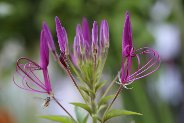 Lila, Natur, Blüte, Spinnenblume