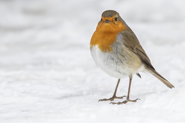 Free Robin Bird photo and picture