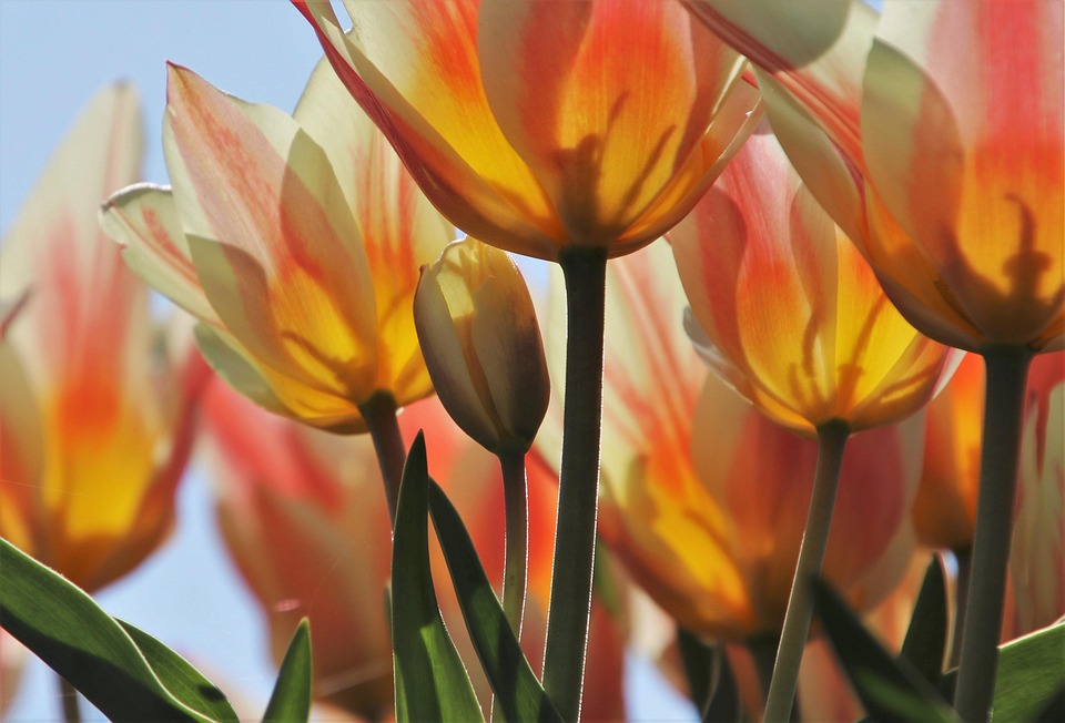 Tulips Cereal The Smell Of Free photo on Pixabay Pixabay