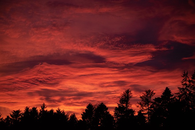 Free Burning Forest photo and picture