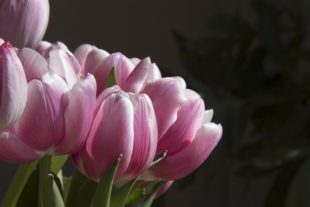 Free Tulip Spring photo and picture