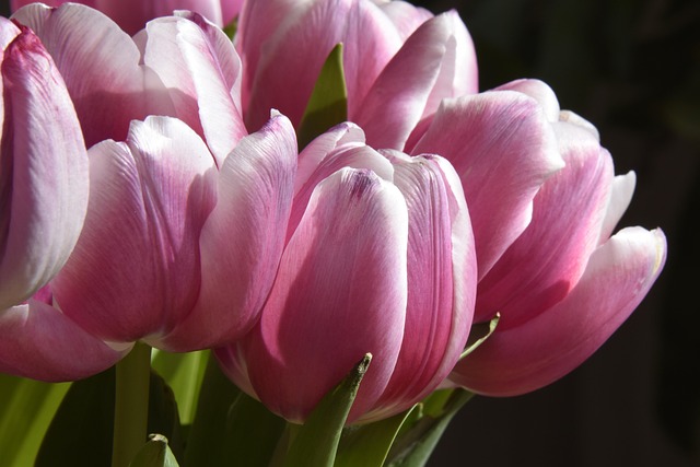 Free Tulip Beautiful Flowers photo and picture