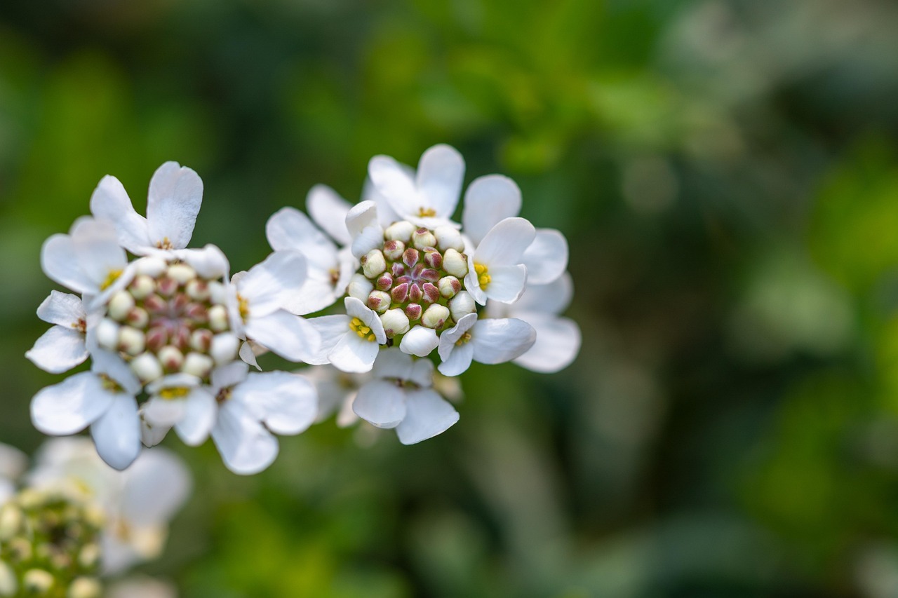 超过 200 张关于“十字花科”和“油菜花”的免费图片 - Pixabay