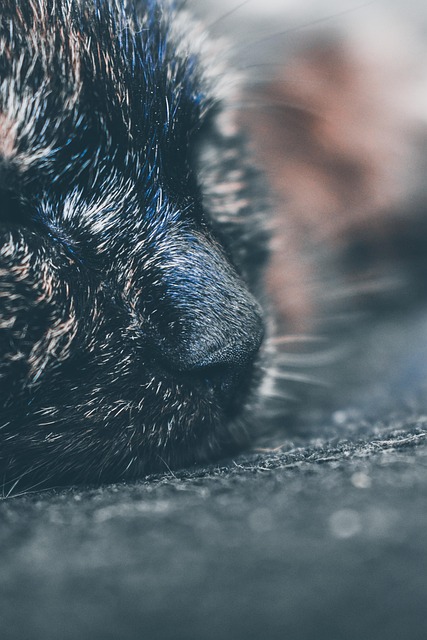 Free Cat Nose photo and picture