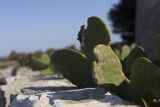 Free Nature Puglia photo and picture