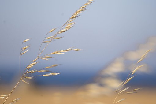 Free Summer Wheat photo and picture