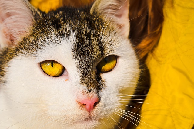 Cat Vert Les Yeux - Photo gratuite sur Pixabay - Pixabay