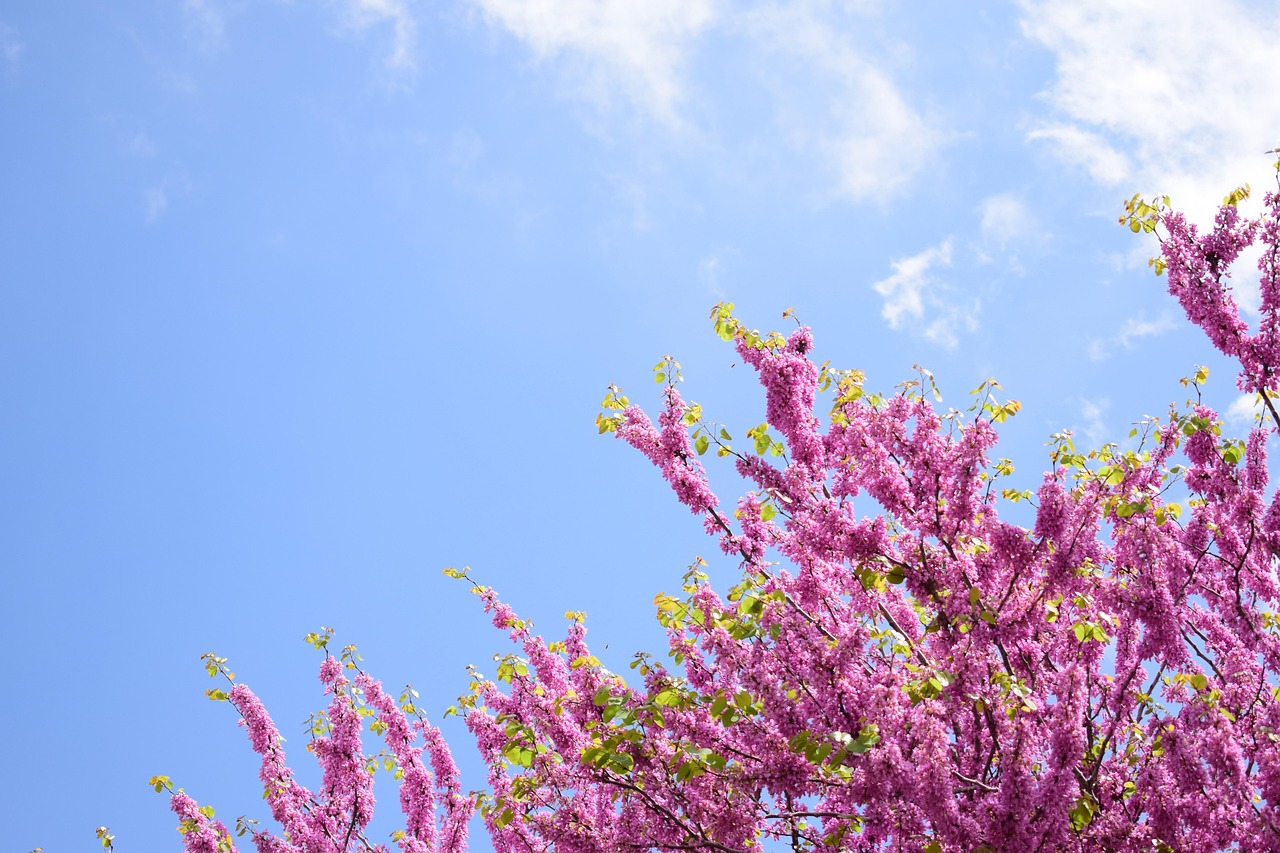 Israel Spring Israel Spring - Free photo on Pixabay