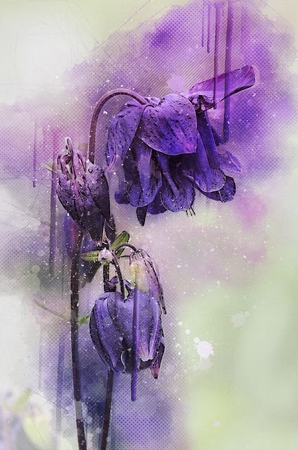 Columbine Flower Plant - Free image on Pixabay