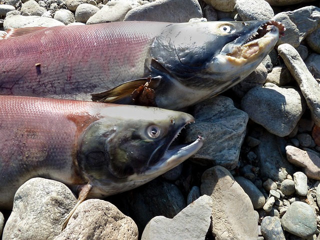 Free Salmon Salmon Run photo and picture