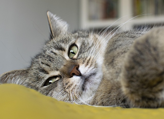 Free Cat Kitten photo and picture