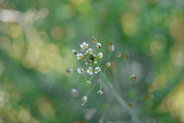 Free Flowers Flower Wallpaper photo and picture