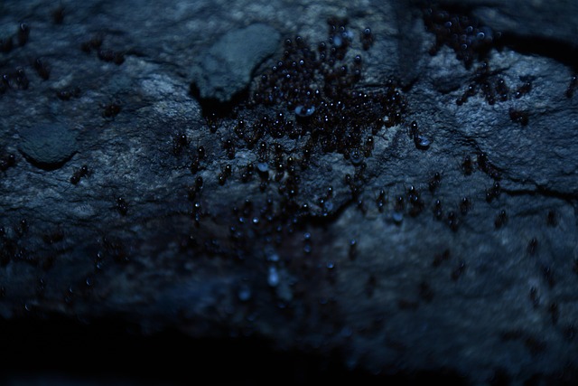 Free Ants Macro photo and picture