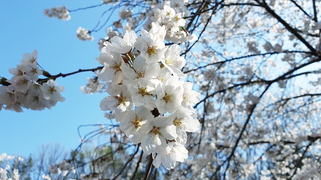 Free Cherry Blossom Flower photo and picture