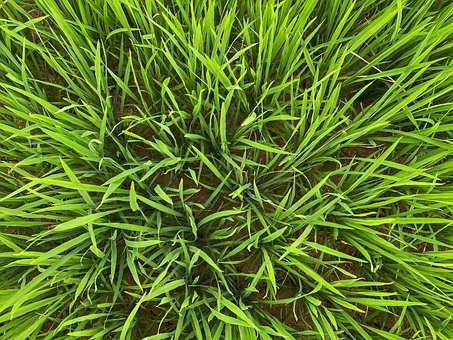 Free Rice Field Food photo and picture
