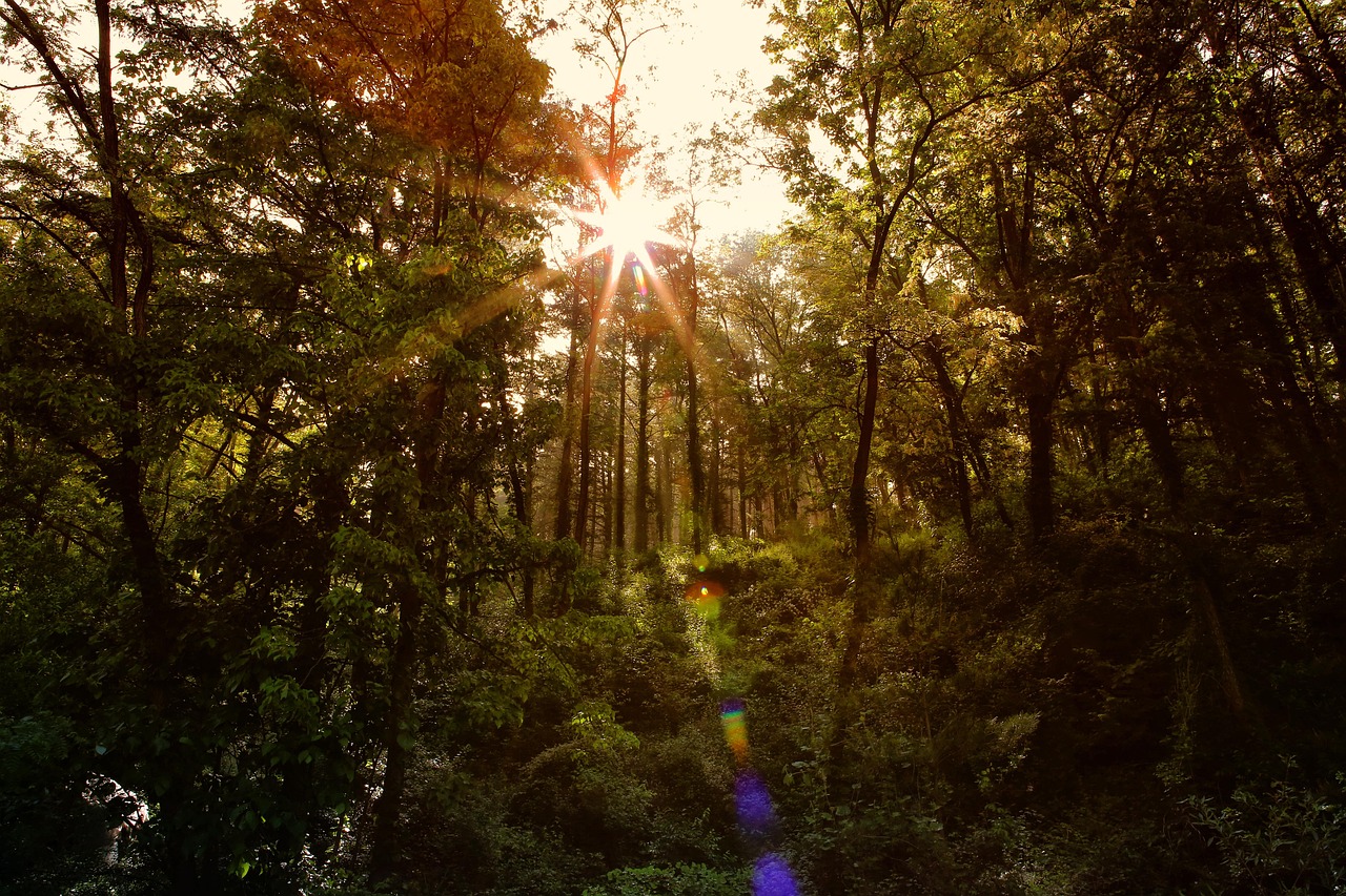 700 + 무료 햇살 & 자연 이미지 - Pixabay