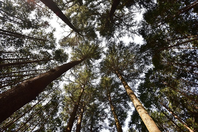 Cypress, Wald, Recht Auf Wasser-Park