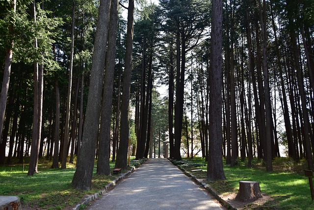 Recht Auf Wasser-Park, Cypress, Wald