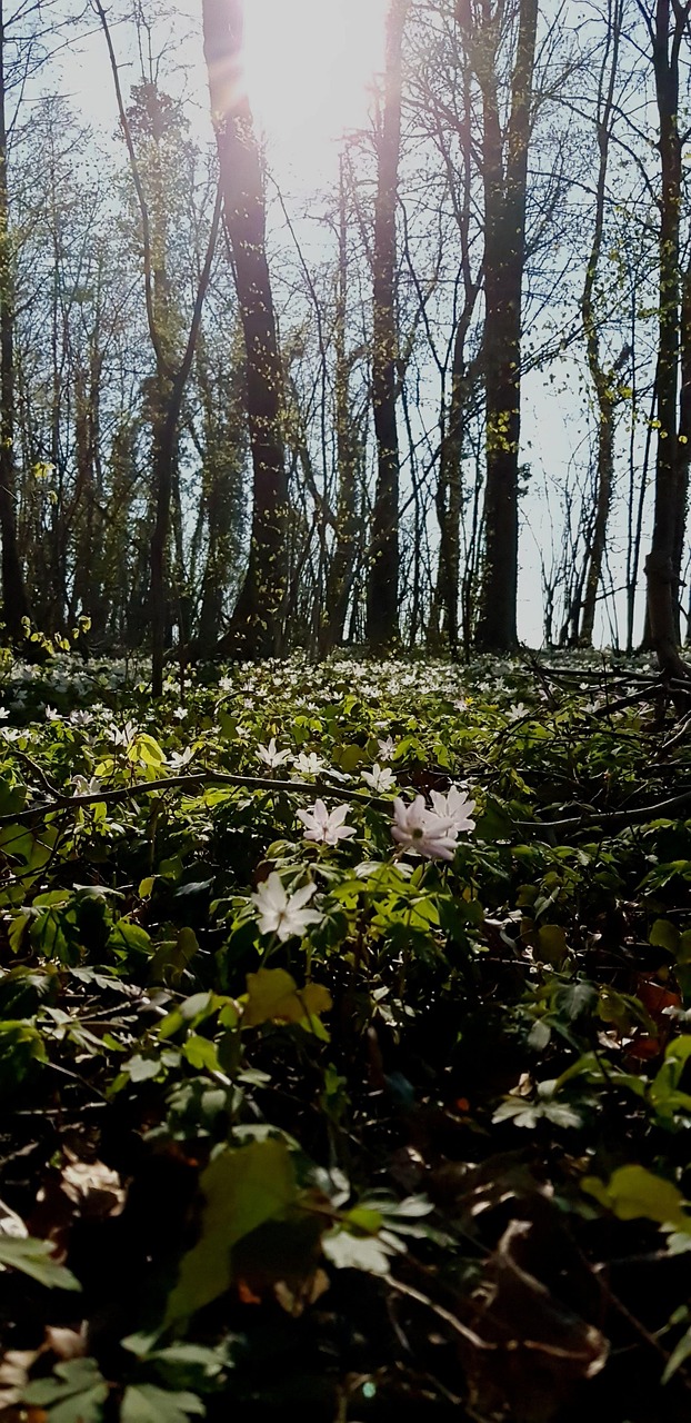 Tableau Toile Forêt Paysage - Tirage Giclée Sur Coton - Encadré Prêt à Accrocher - Plusieurs Tailles