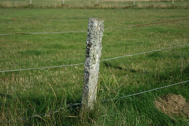 Dornoch, Schottland, Landschaft, Flechte