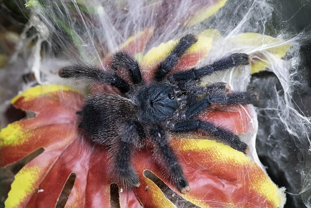 Free Spider Tarantula photo and picture