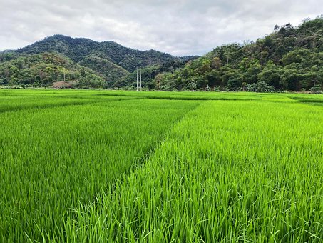 Free Rice Paddy Fields Rice Food photo and picture