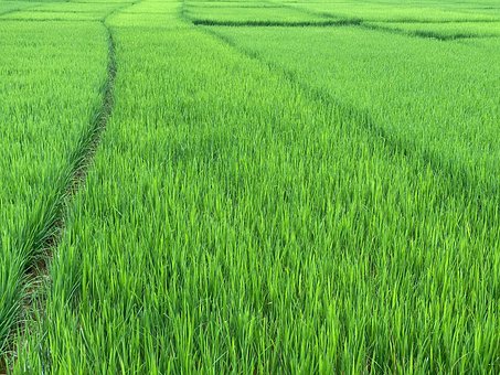 Free Rice Paddy Fields Rice Food photo and picture