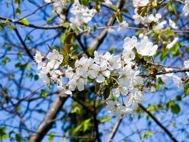 Kirschblüten, Blüten, Weiss, Zweig