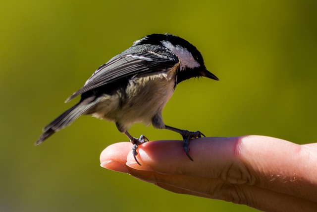 Kohlmeise, Vogel, Fütterung, Hand, Natur