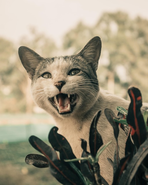 Free Cat Pet photo and picture