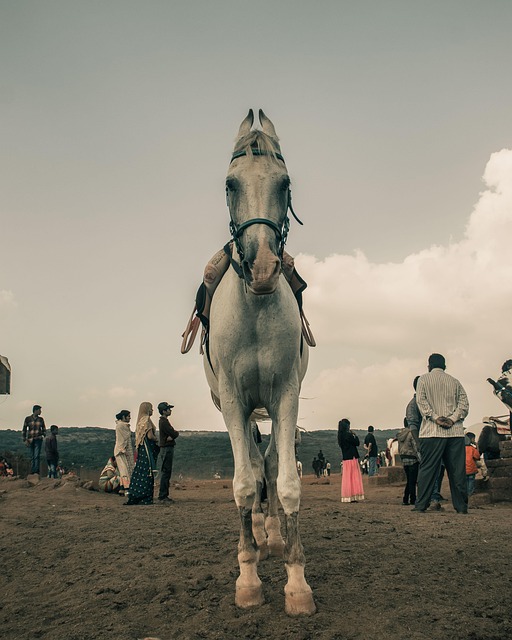 Free Horse Clouds photo and picture